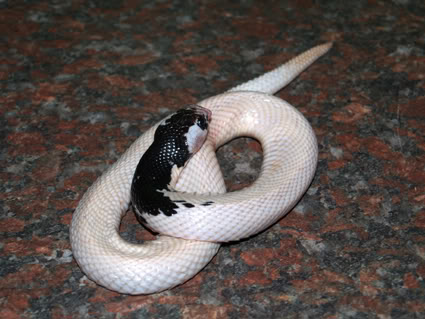 A. scuttatus morph (Piebald) Asscutatus