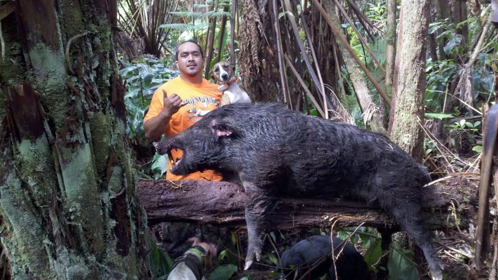 4/6/2012   ***HUI MA'UKA  TESTED & PROVEN 170lbs BOAR*** 3344bf0c