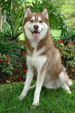 Thêm pet Siberian_husky_dog-12929