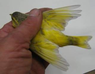 what colour is this siskin (de quelle couleur est ce tarin) 4