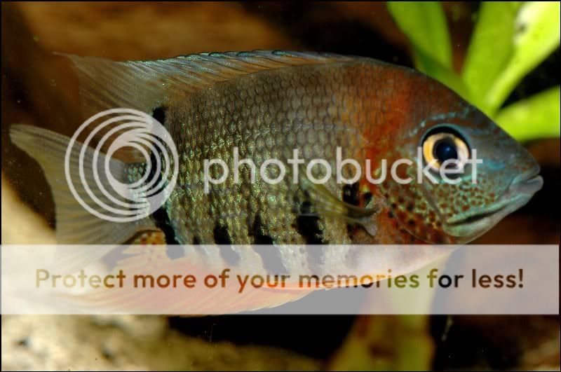 A few of my cichlids ... 1111a_800x531