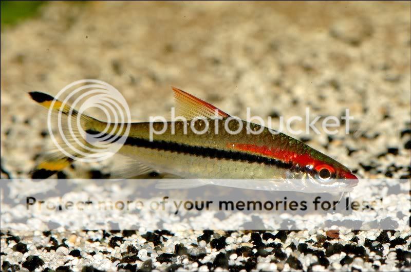 Red Line Torpedo Barbs ... 1aden_800x531