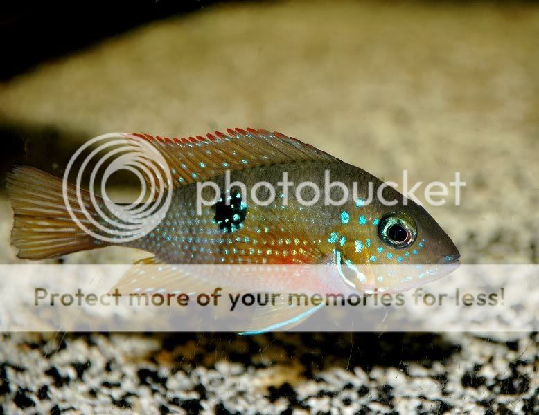 A few of my cichlids ... 1aeliotti_778x600