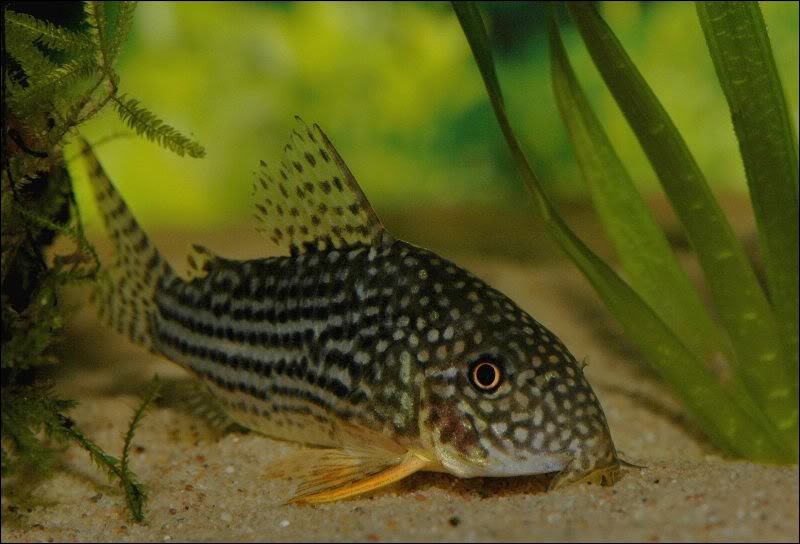 A few new fish pics ... 1asterbai_800x544