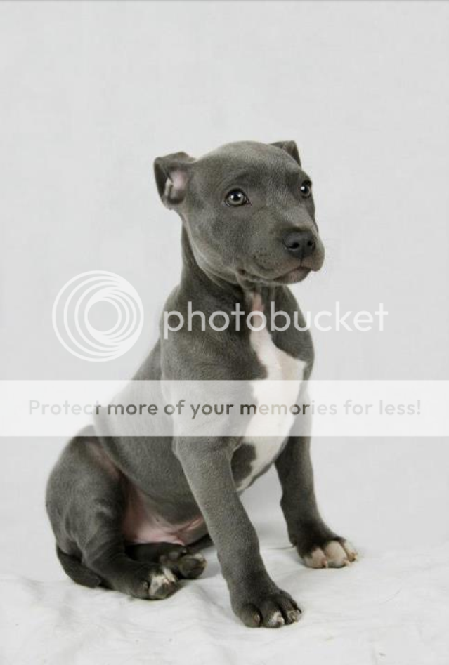 December Voting - Pups Category Untitled