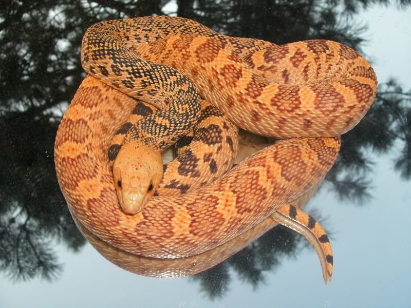 Red Hypo Female bullsnake. 15f6a9f4