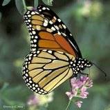 مجموعة رائعة من صور الفراشات Th_fr17