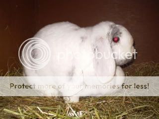 And some more of our bunnies Angel23408004x2