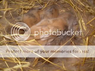 Baby bunny photos? Also weird GP behaviour BabiesNest10