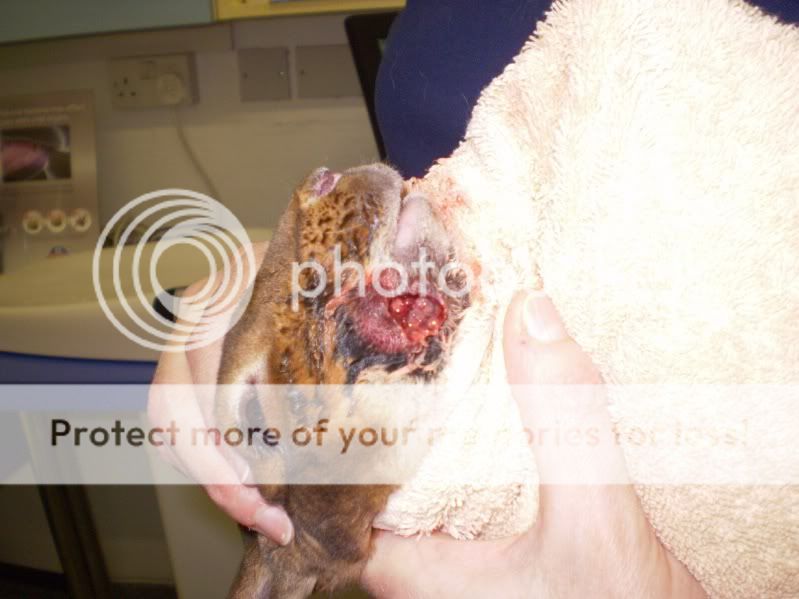 Vibes please - *warning* graphic pics -U/D 11th June new pic Cookiesabcess003x2