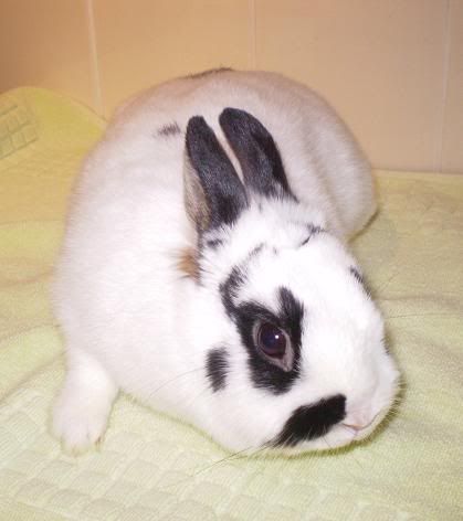 Summer - Rehomed Newbunniesin018x2