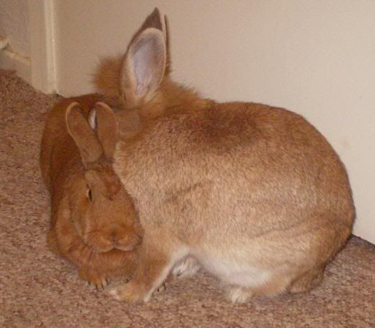 Two new arrivals - They are going! RubyandThumper006x2