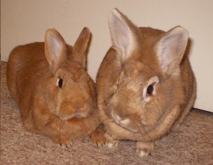 Two new arrivals - They are going! RubyandThumper007x2