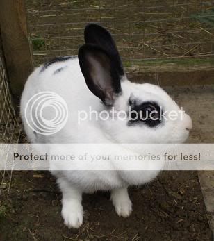 And some more of our bunnies Sheila013x2