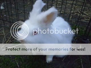 Even more of our bunnies Snowy041x2