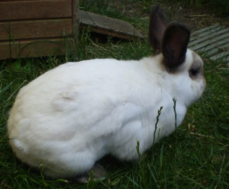 Some of our bunnies Verymixed032x2