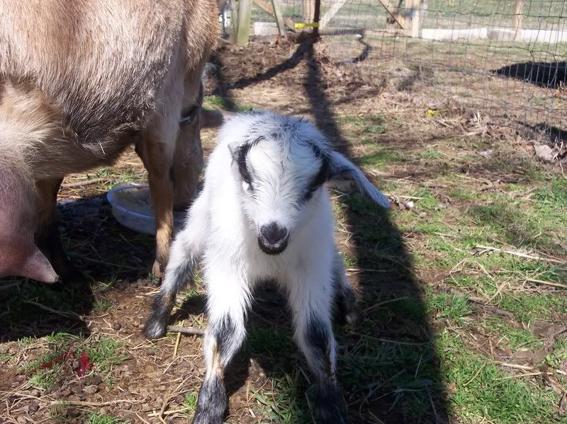 Baby goats! 100_8538