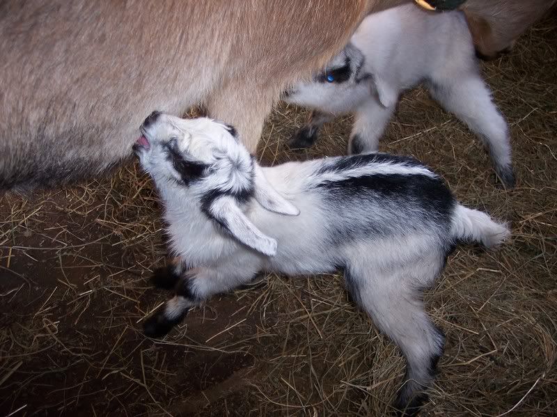 Baby goats! 100_8551