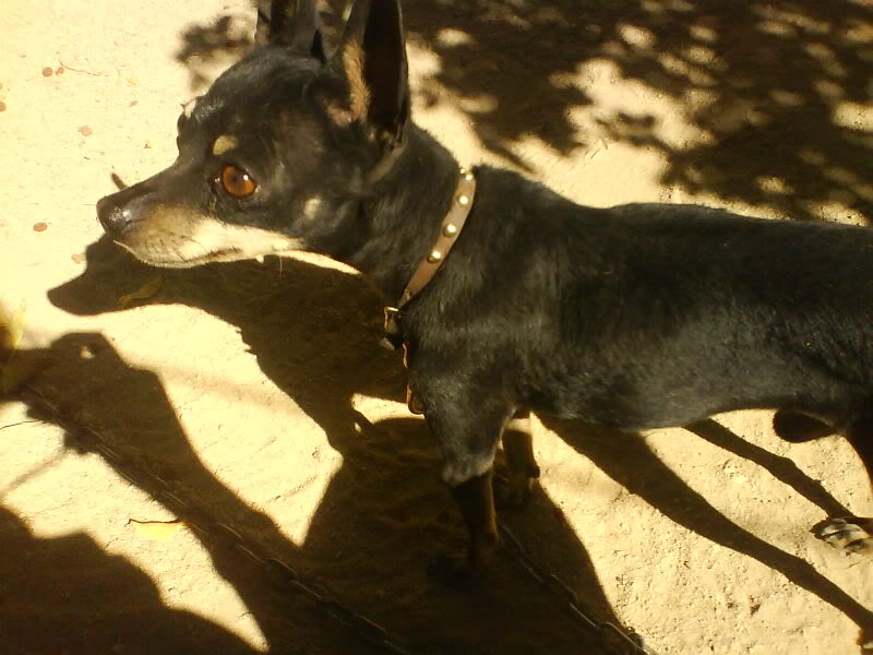 Fotos de nuestras mascotas n.n! DSC01569