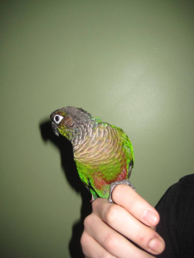 Conure joue verte cherche une nouvelle famille IMG_6414