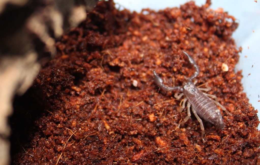 Two new additions Hmadraspatensis