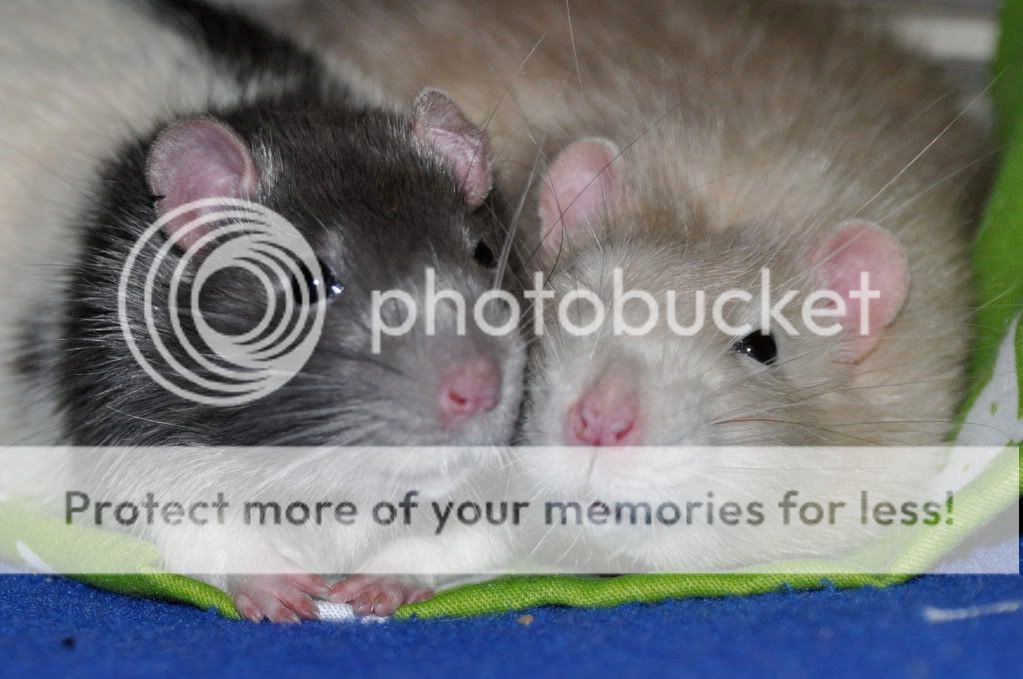 smilez's rat babies <3 - pic heavy DSC_1432