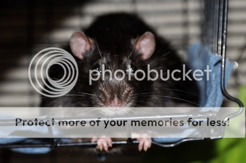 smilez's rat babies <3 - pic heavy DSC_1456