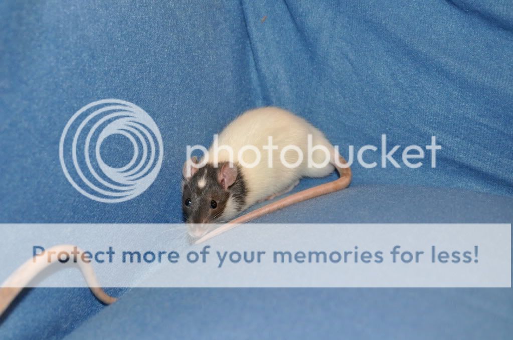 smilez's rat babies <3 - pic heavy DSC_1785