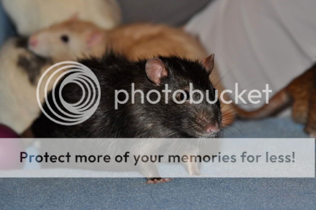 smilez's rat babies <3 - pic heavy DSC_1844