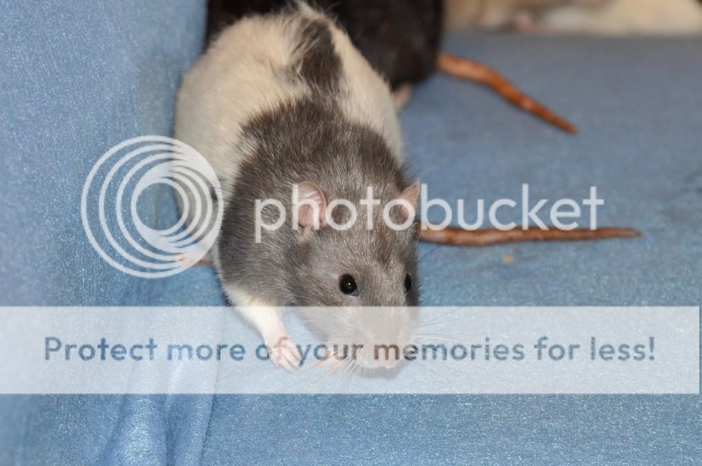 smilez's rat babies <3 - pic heavy DSC_1899