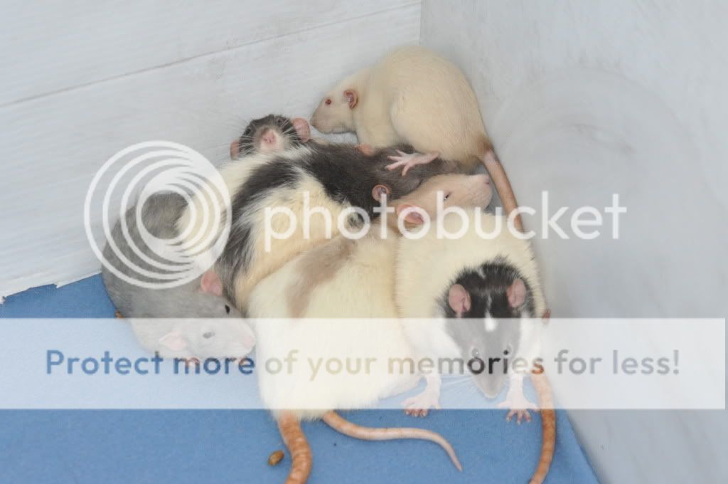 smilez's rat babies <3 - pic heavy DSC_3840