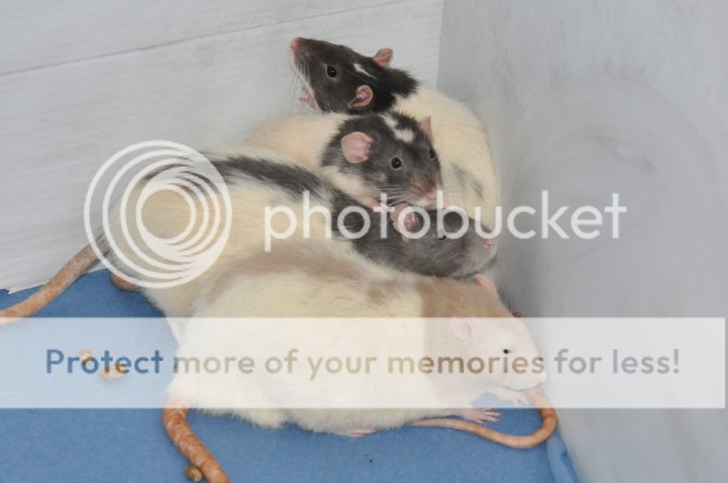 smilez's rat babies <3 - pic heavy DSC_3854