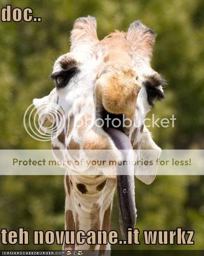 Funny picture thread Giraffe