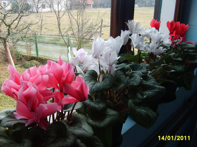 Ciklama-Cyclamen persicum S5007753