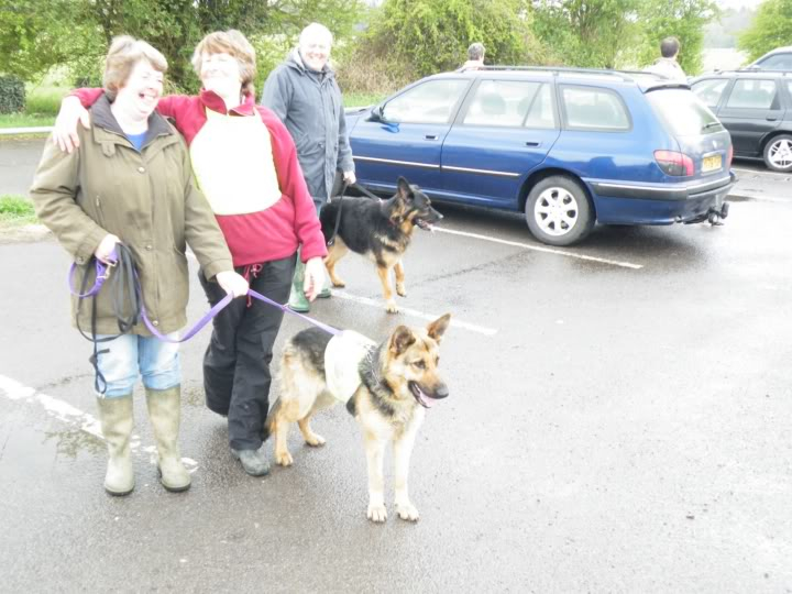 Brody Gorgeous Black and Gold Female homed Picture002200x150