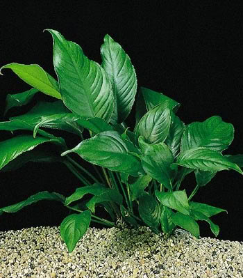 Anubias heterophylla Anubias-heterophylla