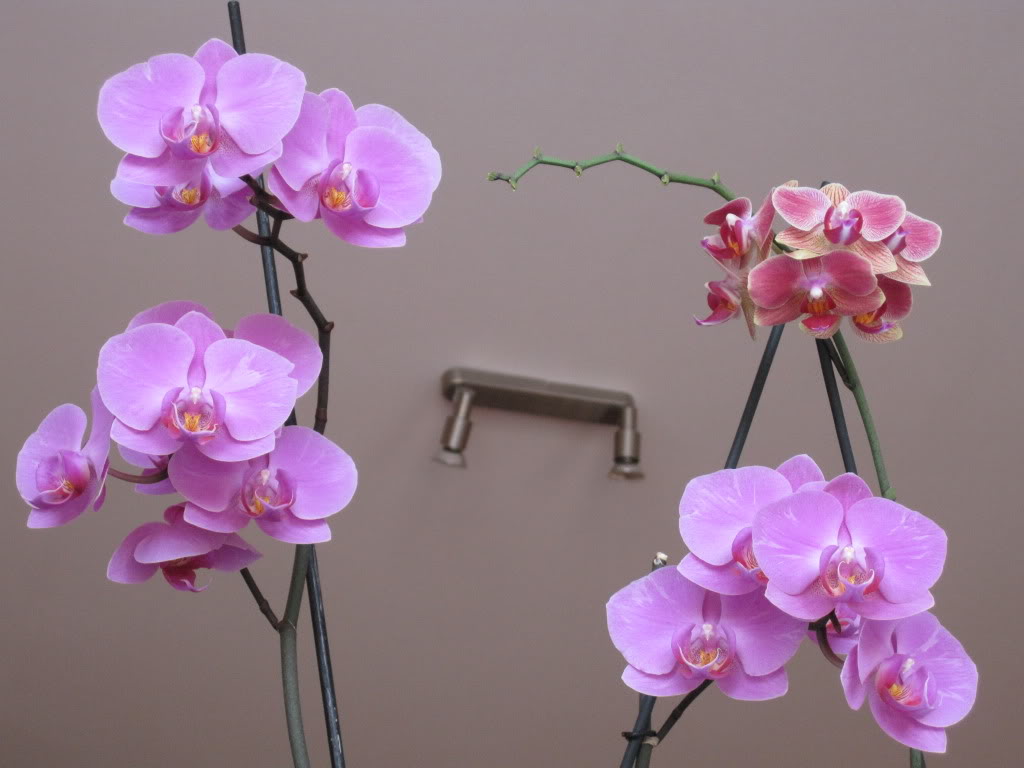 Mis dos orquídeas IMG_2694