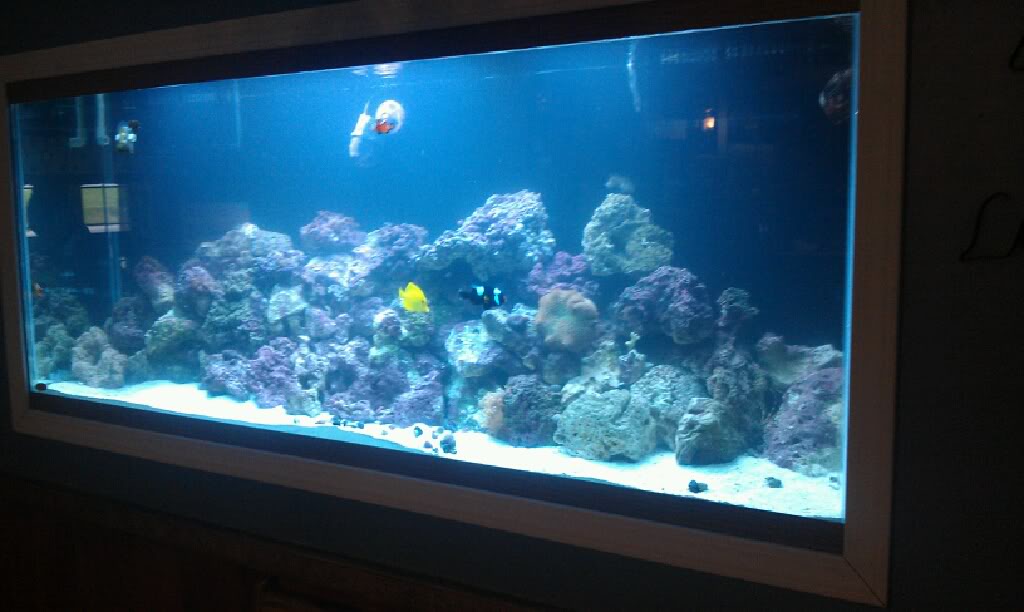 My Latest Project Aquarium7