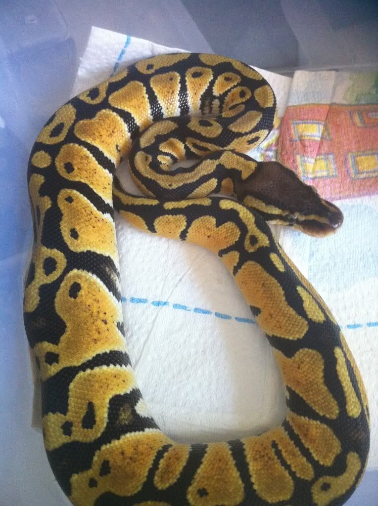 Ball Pythons for sale(w/pics) 0208f38b