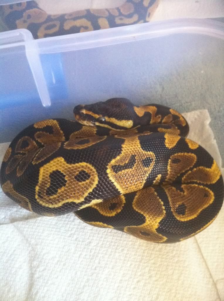 Ball Pythons for sale(w/pics) 5f9dc031