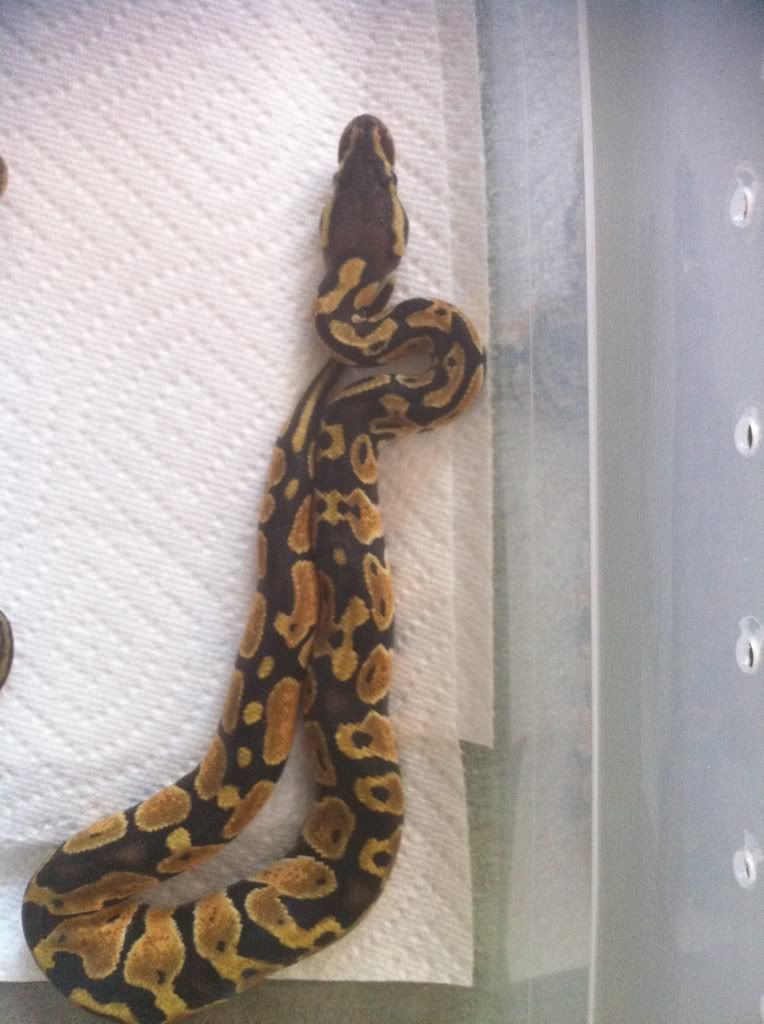 Ball Pythons for sale(w/pics) 603b1547