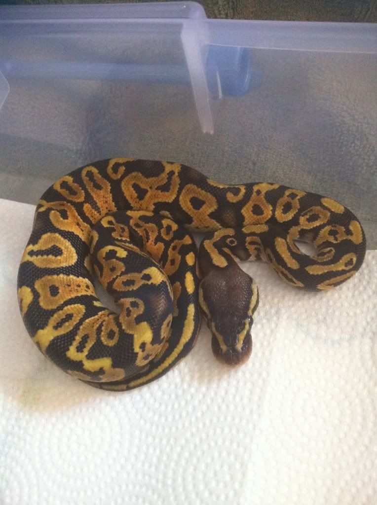 Ball Pythons for sale(w/pics) D8bf60f0