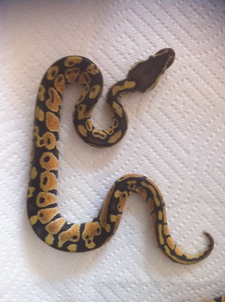 Ball Pythons for sale(w/pics) Feb61041