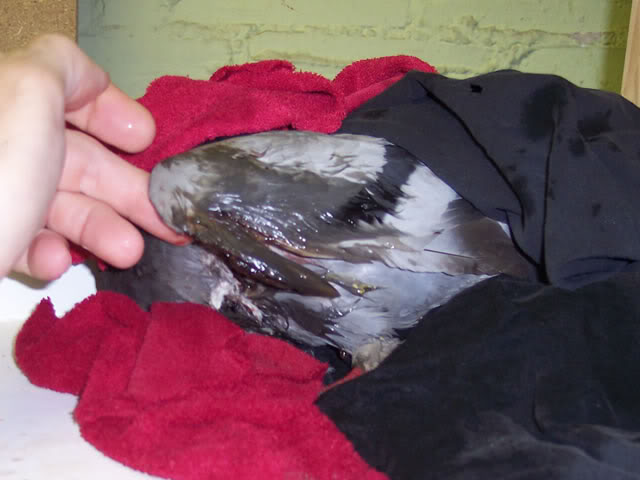 pigeon with injured wing Badwing4