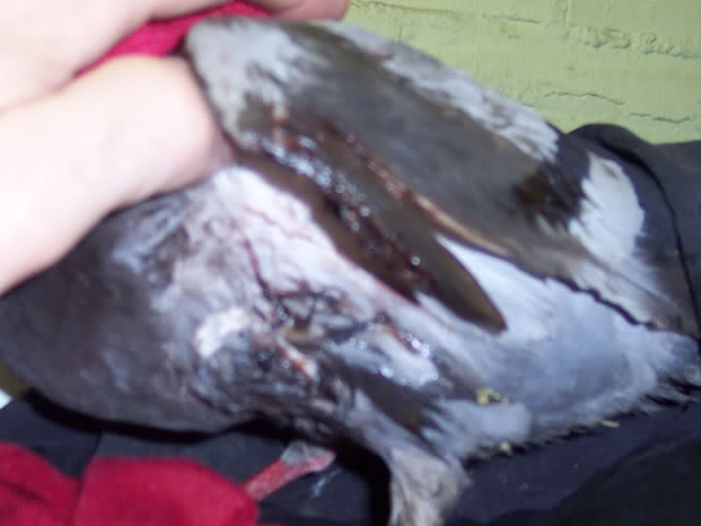 pigeon with injured wing Badwing5