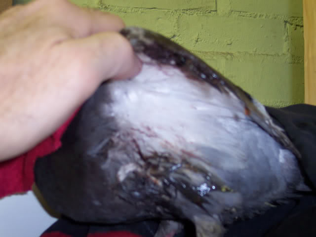 pigeon with injured wing Badwing7