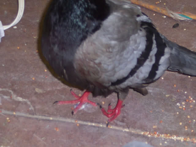 pigeon with injured wing Foot2