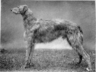 Concurso de belleza Lupus Scottish-deerhound-dog-large