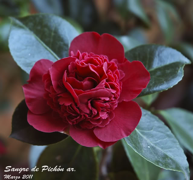 CAMELIA - Página 4 DSC_1000rec