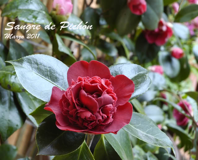 CAMELIA - Página 4 _DSC0970rec